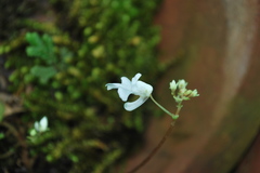 Impatiens dendricola
